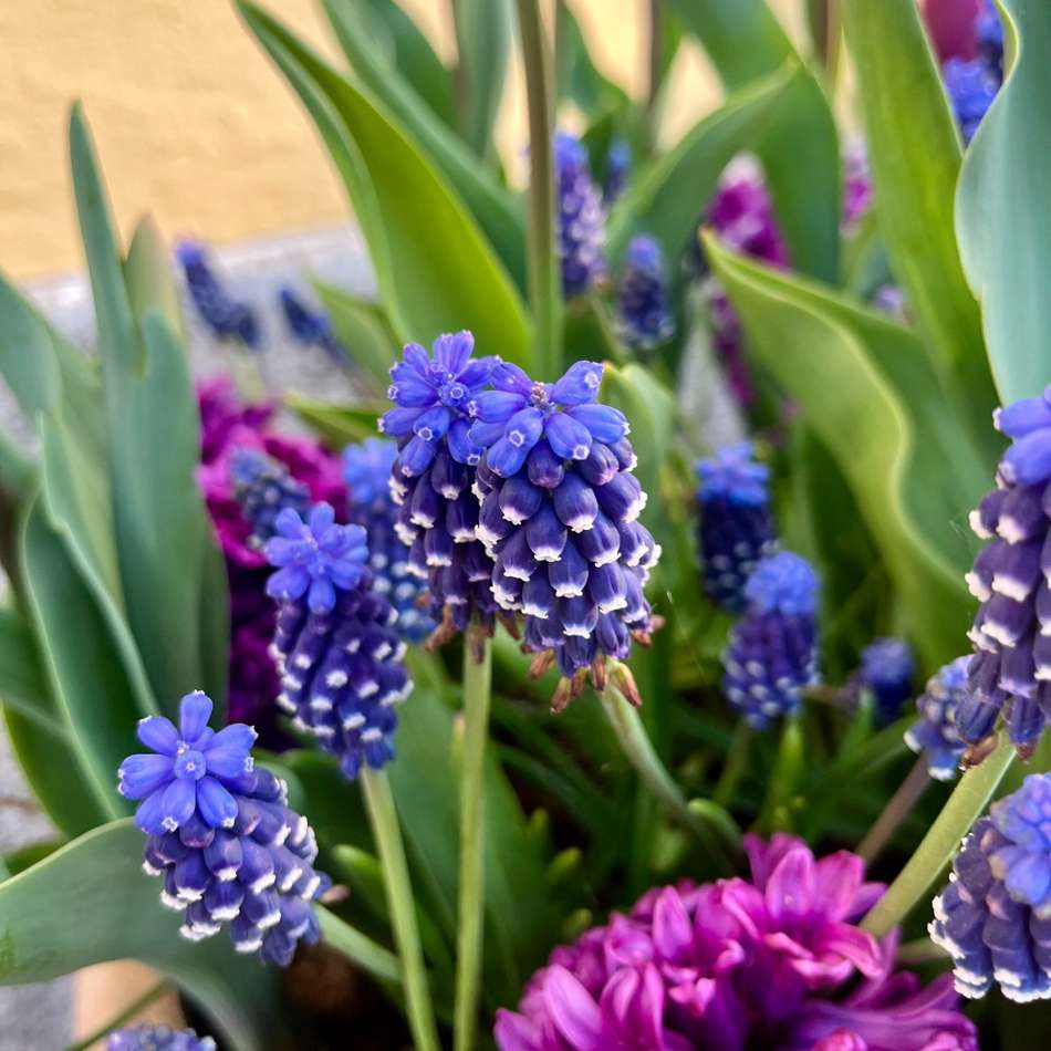 'Deep Purple' lökblandning